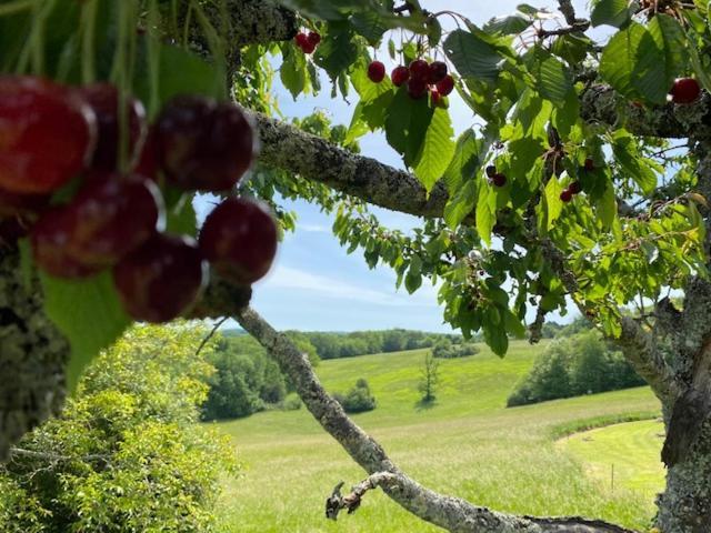 Domaine De Cazal - Gite 2 Pers Avec Piscine Au Coeur De 26 Hectares De Nature Preservee Saint-Cyprien  Exterior foto