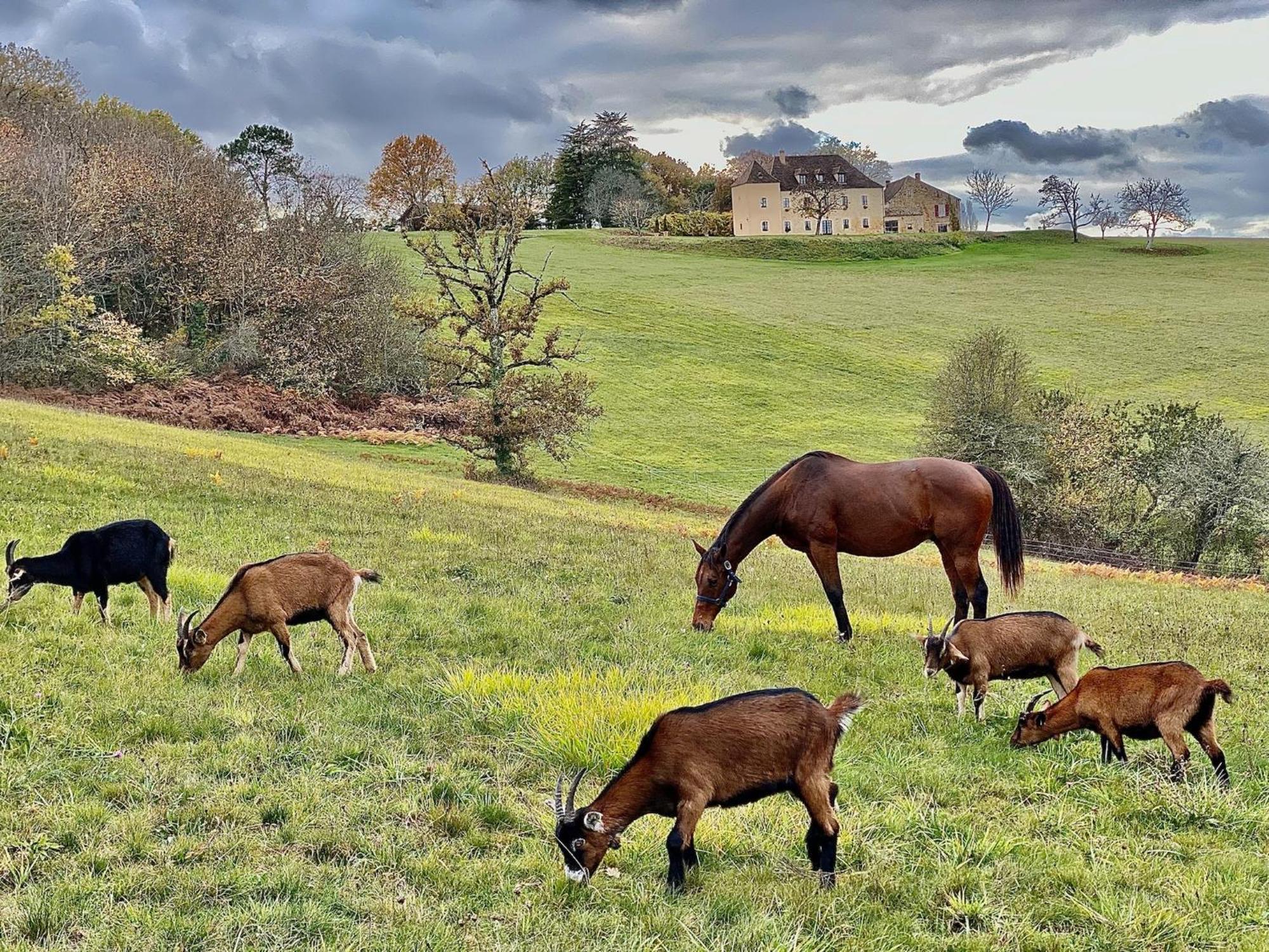 Domaine De Cazal - Gite 2 Pers Avec Piscine Au Coeur De 26 Hectares De Nature Preservee Saint-Cyprien  Exterior foto